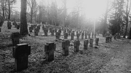 View of trees in park
