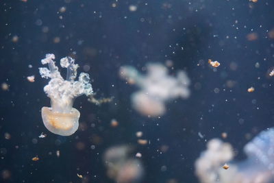 Close-up of jellyfish swimming in sea