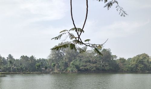 Scenic view of lake in forest against sky