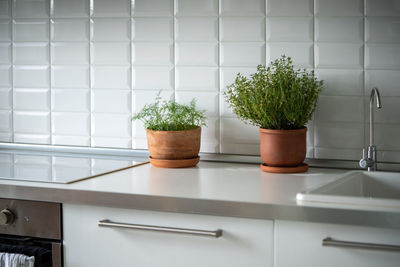 Potted plant in kitchen
