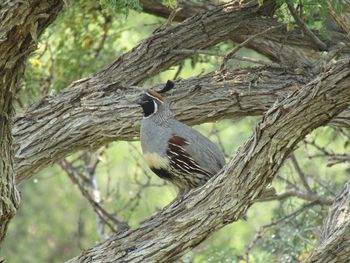 Low angle view of bird perching on tree