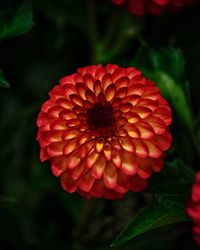 Close-up of red dahlia