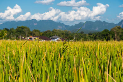 Scenic view of field against cloudy sky