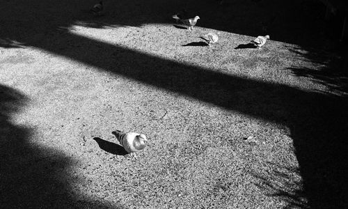 High angle view of birds on sand