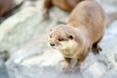 Close-up of otter on rock