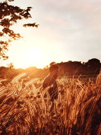 Scenic view of field against sky at sunset