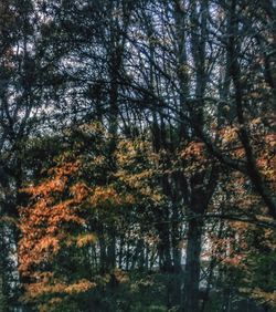 Low angle view of trees in forest