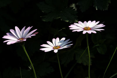 Close-up of white flowers