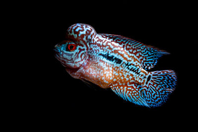 Close-up of fish against black background