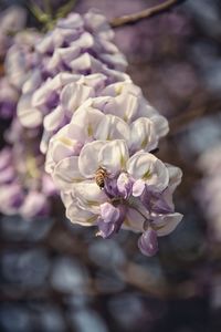 Close-up of flowers