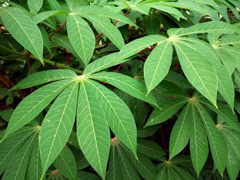 Close-up of leaves