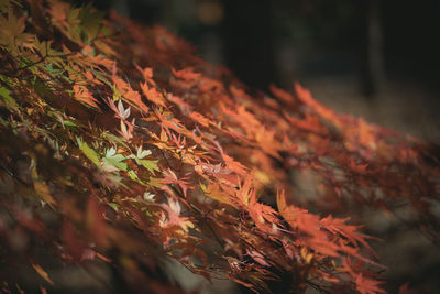 Close-up of maple tree during autumn