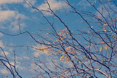 Low angle view of bare tree against sky