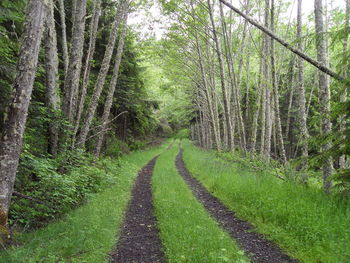 Road amidst trees in forest