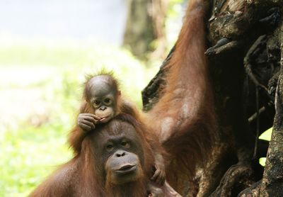 Monkeys in a zoo