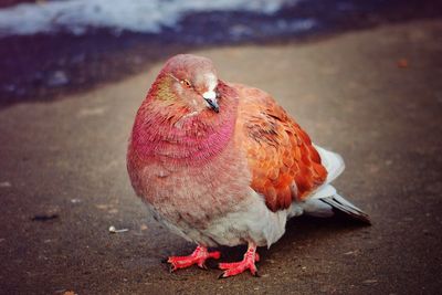 Close-up of bird perching on red