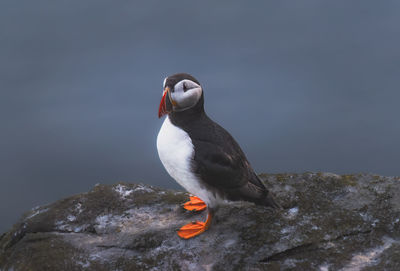 Close-up of bird perching on rock