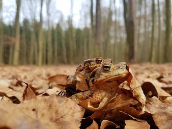 Close-up of frogs on dry leaves in forest