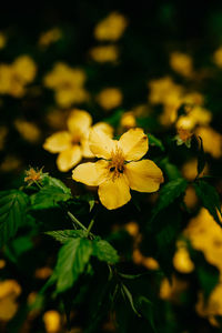 Close-up of yellow flowering plant