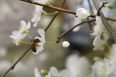 Close-up of cherry blossoms on twig