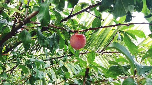 Low angle view of fruits on tree