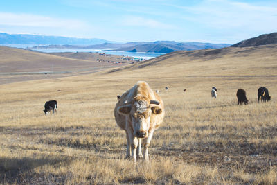 View of cow on landscape