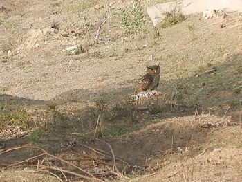 High angle view of bird on sand