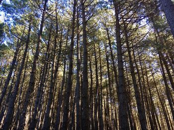 Low angle view of pine trees in forest