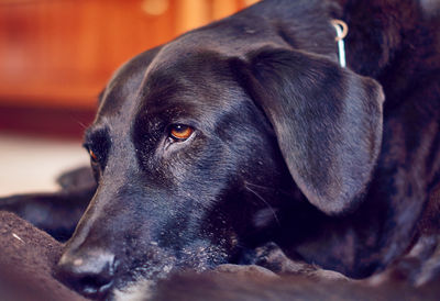 Close-up of black dog