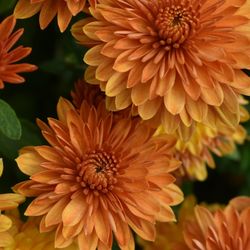 Close-up of orange flowering plant