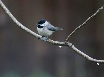 Close-up of bird perching on branch