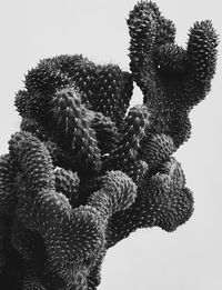 Low angle view of plant