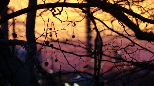 Close-up of branches against sky at sunset