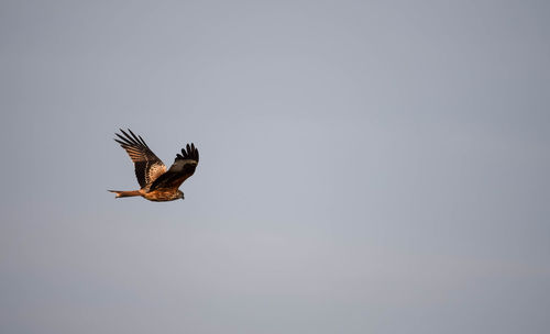 Low angle view of eagle flying against clear sky