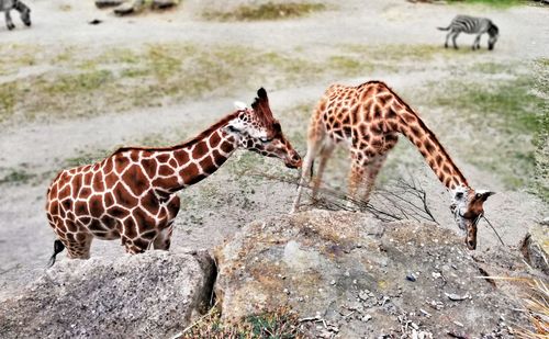 Zebras standing on rock