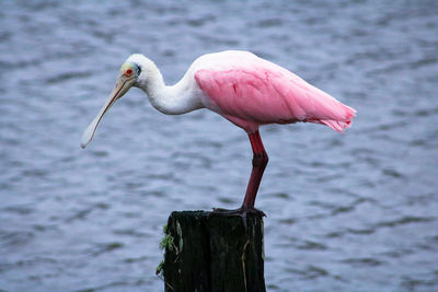 Close-up of bird perching on water