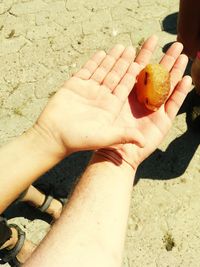 High angle view of hand holding leaf at beach