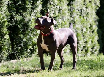 Dog standing on field