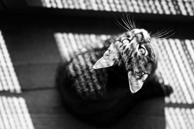 High angle view of cat sitting by window on floor