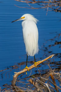 Bird perching on a lake