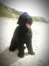 Dog sitting on sand at beach against sky