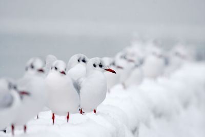 Seagulls perching on groyne during winter