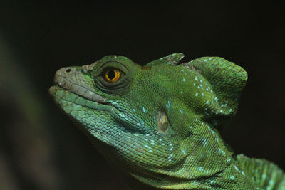 Portrait of a basiliscus lizard in a zoo