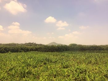 Scenic view of landscape against cloudy sky