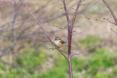 Close-up of bird perching on tree