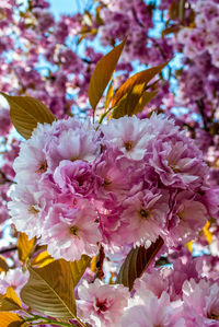 Close-up of fresh flowers blooming in park