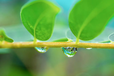 Close-up of wet plant leaves