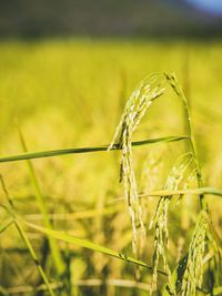 Close-up of wheat growing on field