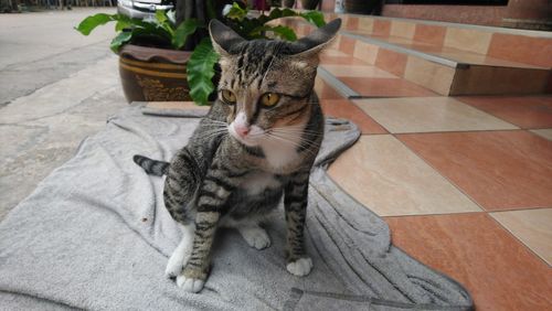 Cat sitting on tiled floor