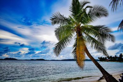 Palm tree by sea against sky